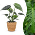 Green boutiQ - Monstera Deliciosa - Fensterblatt - 1 Plant - mit Korb - Topf 12cm - Höhe 30cm Bild 1