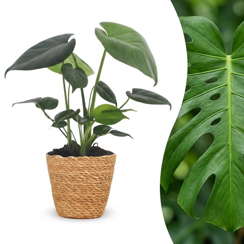 Green boutiQ - Monstera Deliciosa - Fensterblatt - 1 Plant - mit Korb - Topf 12cm - Höhe 30cm