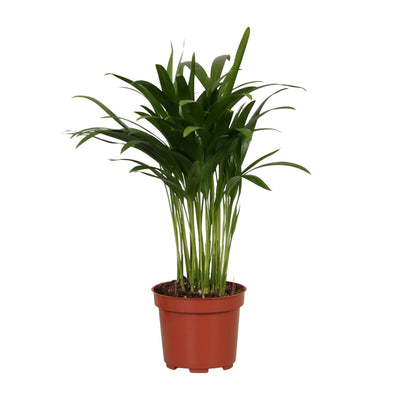 Areca Palme Ø12cm - Tropische Zimmerpflanze für Ihr Zuhause