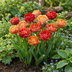 48x Tulipa Gudoshnik Double - Üppige gefüllte Tulpen Bild 2