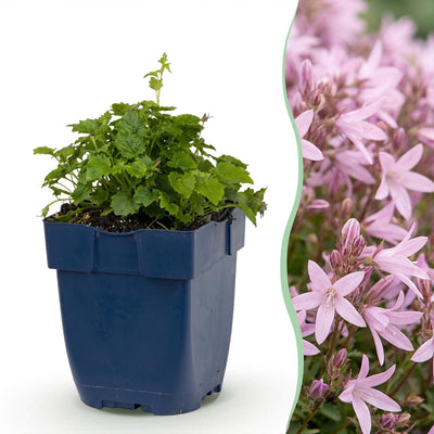 Green boutiQ - Perennial - Campanula posch. Lisduggan Variety - Delphinium - Ground Cover - White - 12 Plants - Pot 11cm - Height 15-25cm