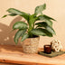 Green boutiQ - Zimmerpflanzen - Aglaonema Silver Bay - Silberblatt - Wenig Pflege - mit Korb - Silber - 2 Pflanzen - Topf 17cm - Höhe 70-75cm Bild 5