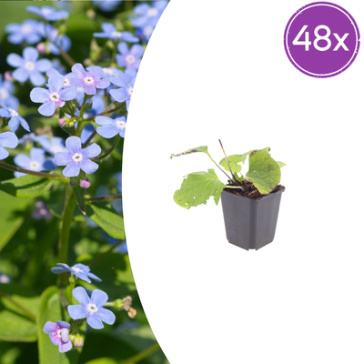 48x Brunnera macrophylla Kaukasisches Vergissmeinnicht - 10-25cm