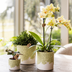 Hummingbird Flower Pot Green Ø12cm - Natural Elegance for Your Home Bild 7
