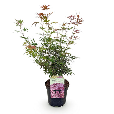 Japanischer Fächerahorn 'Jerre Swarts' – Roter Zierbaum für Garten & Balkon