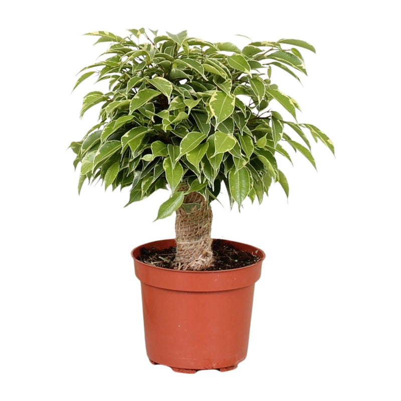 Ficus Benjamina Kinky – 12cm Topf, 28cm hoch