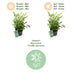 Nandina Lemon & Lime: Immergrüner Strauch, pflegeleicht, 17cm Topf Bild 4