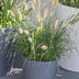 Pennisetum alopecuroides 'Hameln' - Ziergras im 19cm Topf, 40cm hoch Bild 6