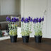 Lavendel 3 Stück - Kunstpflanzen - Bündel Bild 2