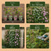 12x Clematis montana Tricolour Kletterpflanze Ø9cm Bild 7