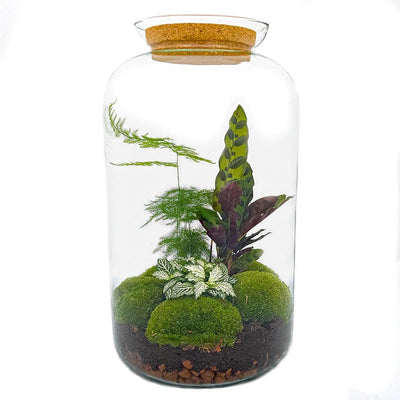 Flaschengarten Botanischer Sven XL DIY-Set 43 cm