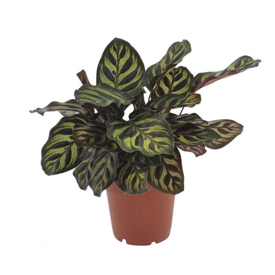 Green boutiQ - Calathea Makoyana - Pfauenpflanze - 1 Plant - Pot 12cm - Hoogte - 25cm