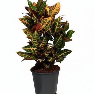 Croton Petra Zimmerpflanze - Ø17cm, ↕55cm