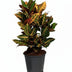 Croton Petra Zimmerpflanze - Ø17cm, ↕55cm Bild 1