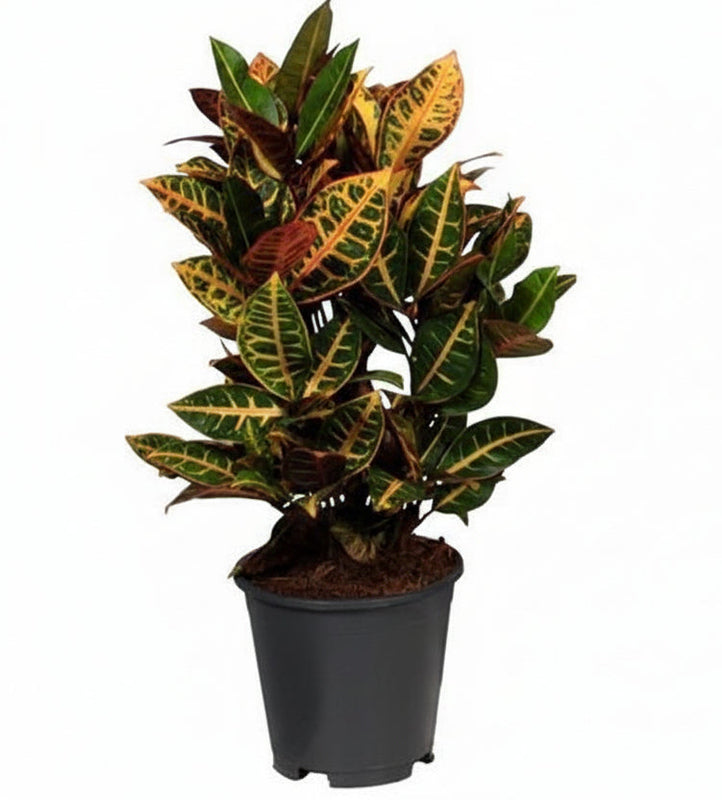 Croton Petra Zimmerpflanze - Ø17cm, ↕55cm