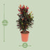 Codiaeum Variegatum Mammi Croton Pflanze, 100cm hoch, 27cm Topf Bild 2