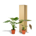 Alocasia Set: Elefantenohr Cucullata & Wentii 2er Pack Bild 6