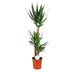 Yucca Pflanze Ø24cm - ↕125cm, pflegeleicht & exotisch Bild 1