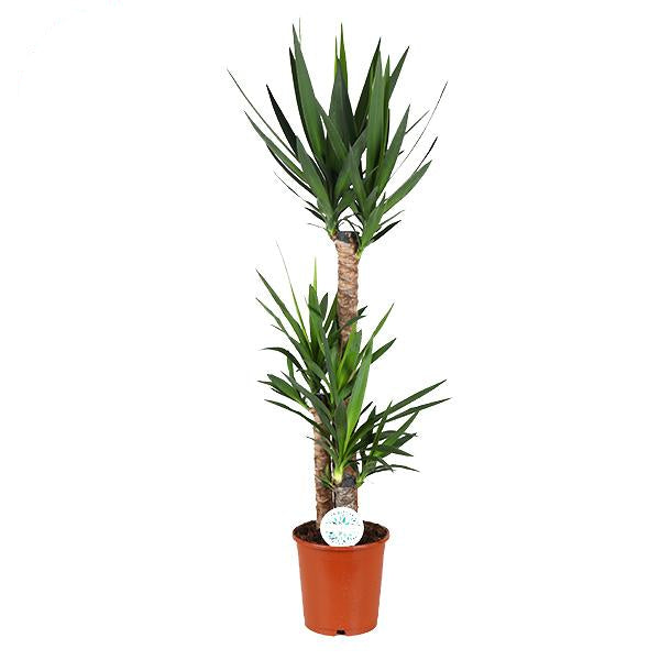 Yucca Pflanze Ø24cm - ↕125cm, pflegeleicht & exotisch