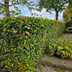 Paletten-Angebot Heckenpflanzen: 50 Fagus sylvatica ↕60-80 - Ø 19cm | Mini-Palette Bild 7