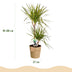 Dracaena Sunray (Drachenbaum) Topf 21cm, Höhe 90-100cm Bild 3