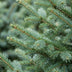 Picea omorika - Serbische Fichte - Grün - Weihnachtsbaum - Ø23cm - ↕70cm Bild 4