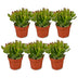 6x Crassula Ovata - Geldbaum - Grün - Sukkulente/Kaktus - Ø12cm - ↕16cm Bild 2
