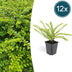 12x Lonicera nit. 'Maigrün' hedging plants (10-25cm) Bild 1