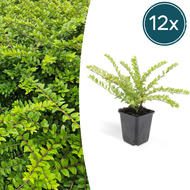 12x Lonicera nit. 'Maigrün' hedging plants (10-25cm)