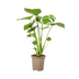 Monstera Deliciosa Tauerii Ø17cm - 50-70cm hoch Bild 1