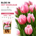 Tulpenzwiebeln Apricot Delight – 20 Stück | KH Bloembollen® | Rosa-Apricot-Tulpe – Sanft & Frisch – Geschenk für Garten oder Topf – Größe 11/12 – Frisch vom Züchter! Bild 8