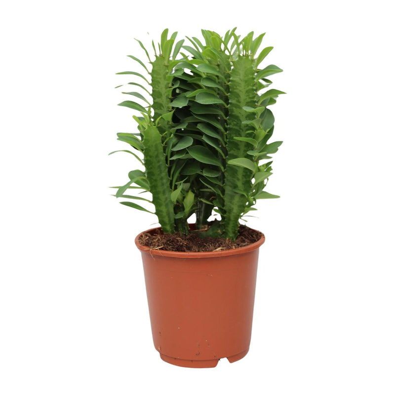Euphorbia Trigona - Afrikanischer Milchbaum, Ø12cm Topf, 40cm Höhe