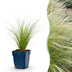 Green boutiQ - Grasses - Stipa tenuissima Ponytails - Feather Grass - Evergreen - Green - 6 Plants - 11cm Pot - 15-25cm Height Bild 1