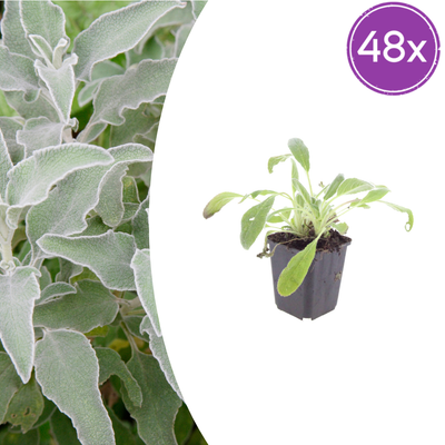 48x Stachys byzantina 'Eselsohren' - 10-25cm hoch, Ø9cm Topf
