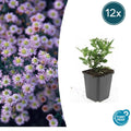12x Aster ageratoides 'Stardust' - Weiße Herbstastern im 9cm Topf