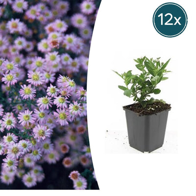 12x Aster ageratoides 'Stardust' - Weiße Herbstastern im 9cm Topf