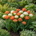 96x Tulipa Candle Light Zwiebeln – Frühjahrsblüher für bunte Beete Bild 2