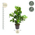 Clusia Rosea, 100 cm, Topfdurchmesser 24 cm Bild 2