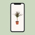 Dracaena Magenta – 50cm hoch, 12cm Topf – Pflegeleichte Zimmerpflanze Bild 5