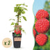 Malling Promise Himbeerpflanze: Rote Himbeeren, 2 Pflanzen im Topf Bild 1