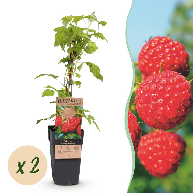 Malling Promise Himbeerpflanze: Rote Himbeeren, 2 Pflanzen im Topf