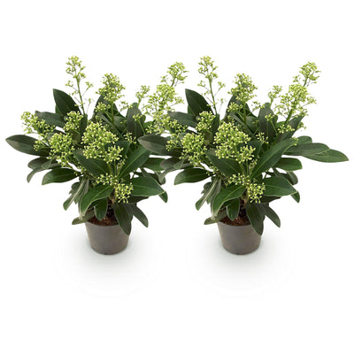 GreenboutiQ - Terrassenpflanze - Skimmia japonica Finchy - Blüte Weiß - 10+ Blüten - 2 Pflanzen - Winterhart - Topf 10,5cm Höhe 25cm