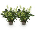 GreenboutiQ - Terrassenpflanze - Skimmia japonica Finchy - Blüte Weiß - 10+ Blüten - 2 Pflanzen - Winterhart - Topf 10,5cm Höhe 25cm Bild 2
