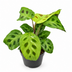 Maranta leu. 'Kerchoveana' - Kaninchenfußpflanze, Tropisch, Ø6cm, ↕12cm Bild 1
