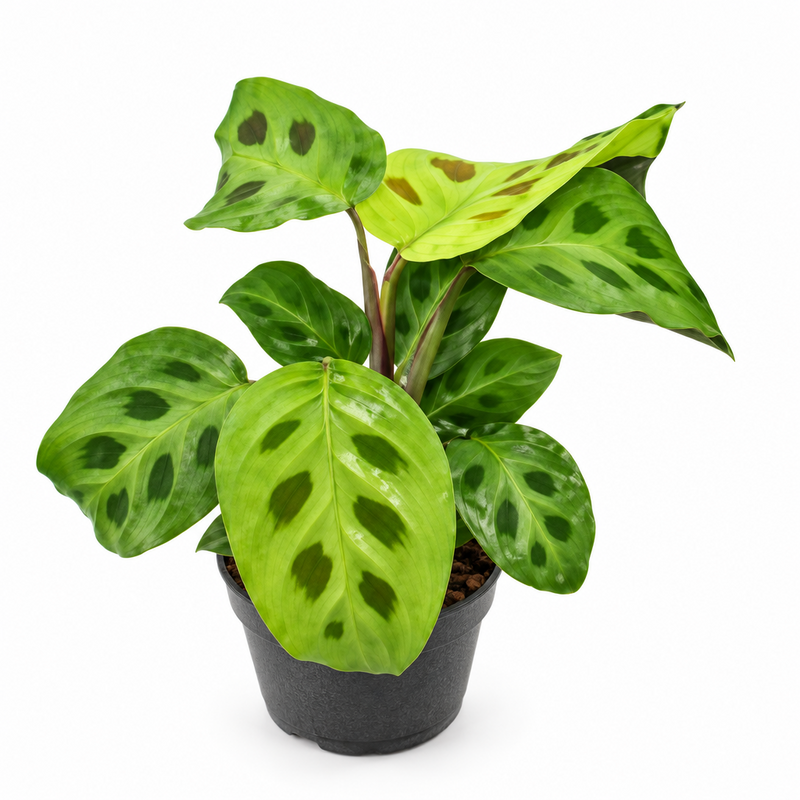 Maranta leu. 'Kerchoveana' - Kaninchenfußpflanze, Tropisch, Ø6cm, ↕12cm