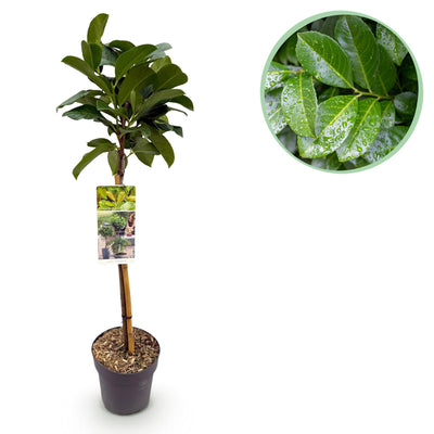 GreenboutiQ Prunus laurocerasus Etna Stamm Pflanze 90cm