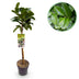 GreenboutiQ Prunus laurocerasus Etna Stamm Pflanze 90cm Bild 1