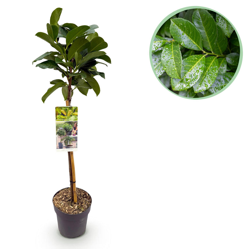 GreenboutiQ Prunus laurocerasus Etna Stamm Pflanze 90cm