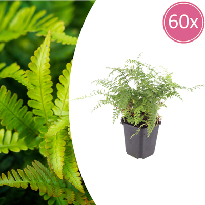 60x Polystichum set. 'Herrenhausen' - Farn, 10-25cm, Ø9cm
