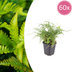 60x Polystichum set. 'Herrenhausen' - Farn, 10-25cm, Ø9cm Bild 1